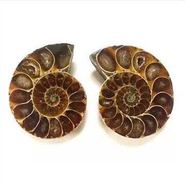 Natural Ammonite Fossil Jade Madagascar Conch