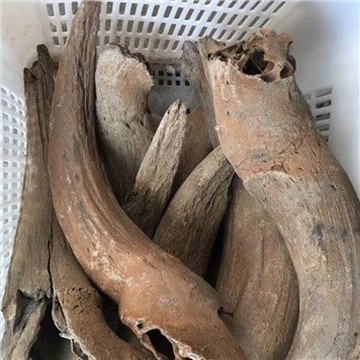 Natural Ivory Fossil for Feng Shui